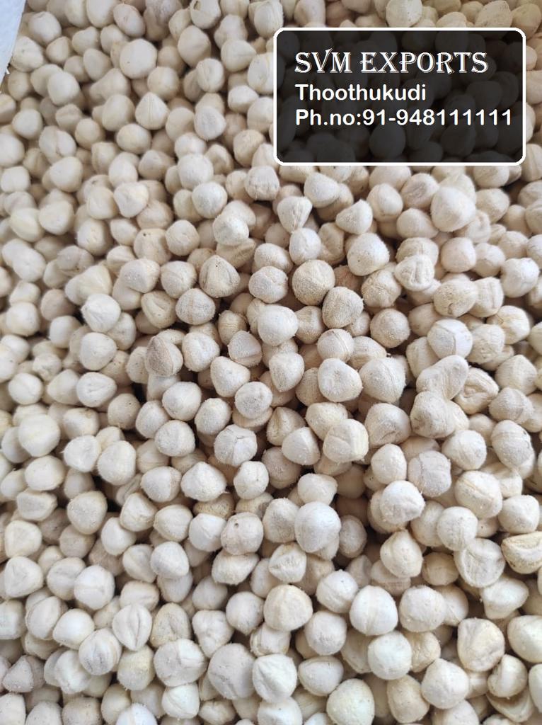 Product image - Our SVM Exports are huge processor of moringa seeds, we supply very well sorted cleaned bold size white colour moringa seeds kernel in huge quantity, Moringa Seed Kernels are used for Oil Extraction purposes and edible usages.  Moringa oleifera seeds kernels are used to purify water and feed animals. the seeds are especially prized for their medicinal powers.   The Kernels are highly pure and fleshy with high quality